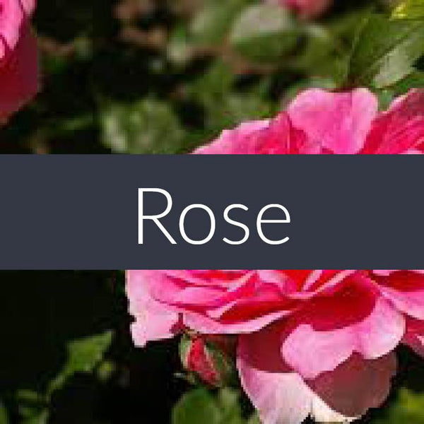 Finesse Home — PURE Essential Oils