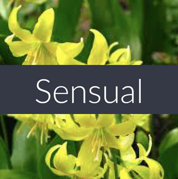 Finesse Home — Essential Oils BLENDS 10ml