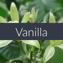 Finesse Home — PURE Essential Oils