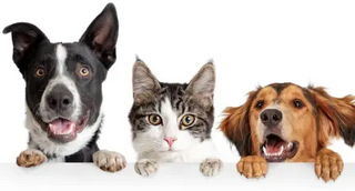 PETS