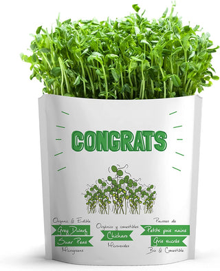 Gift a Green - CONGRATS - Kale Microgreens